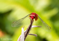 Crocothemis servilia mariannae