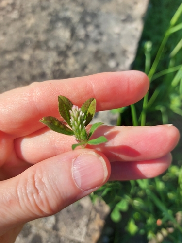 Image of Trifolium striatum by no rights reserved
