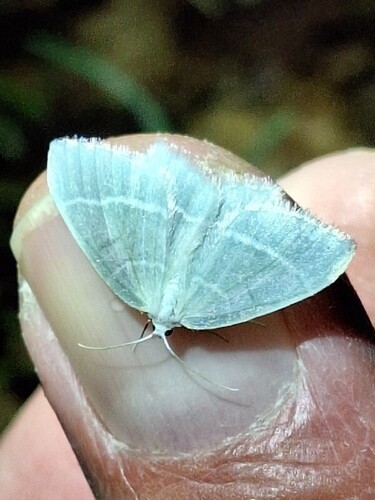 Little Emerald, Dwingeloo, Netherlands, photo 6 of 10