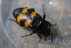 Nicrophorus interruptus