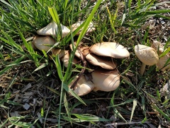 Basidiomycota