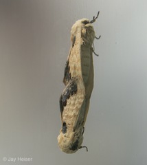 Phalera flavescens