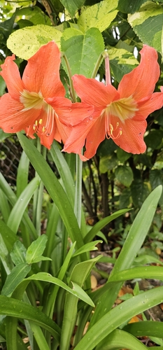 Hippeastrum puniceum