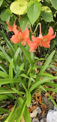 Hippeastrum puniceum
