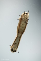 Phalera flavescens
