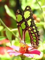 Philaethria diatonica