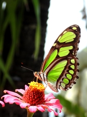 Philaethria diatonica