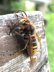 Vespa crabro