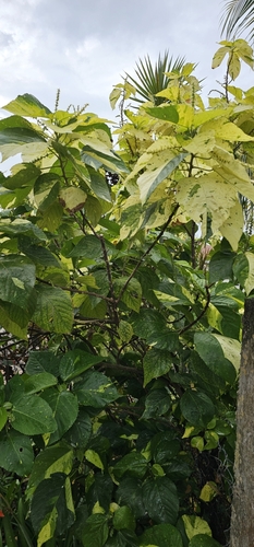 Image of Acalypha wilkesiana by (c) Chris Sealys, some rights reserved (CC BY)