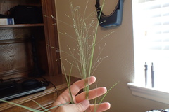 Panicum bergii
