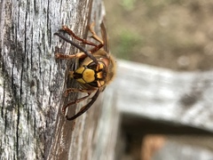 Vespa crabro