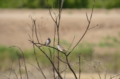 Zonotrichia leucophrys