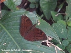 Bebearia mardania