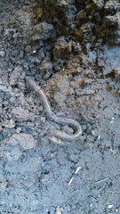 Amynthas gracilis