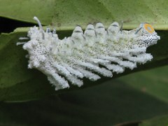 Attacus taprobanis