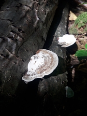 Daedaleopsis confragosa