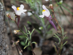 Linaria saturejoides