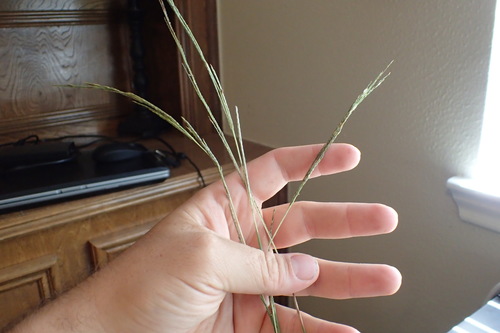 Texas willkommia (Willkommia texana)