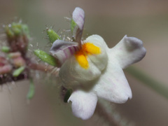 Linaria saturejoides