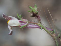 Linaria saturejoides