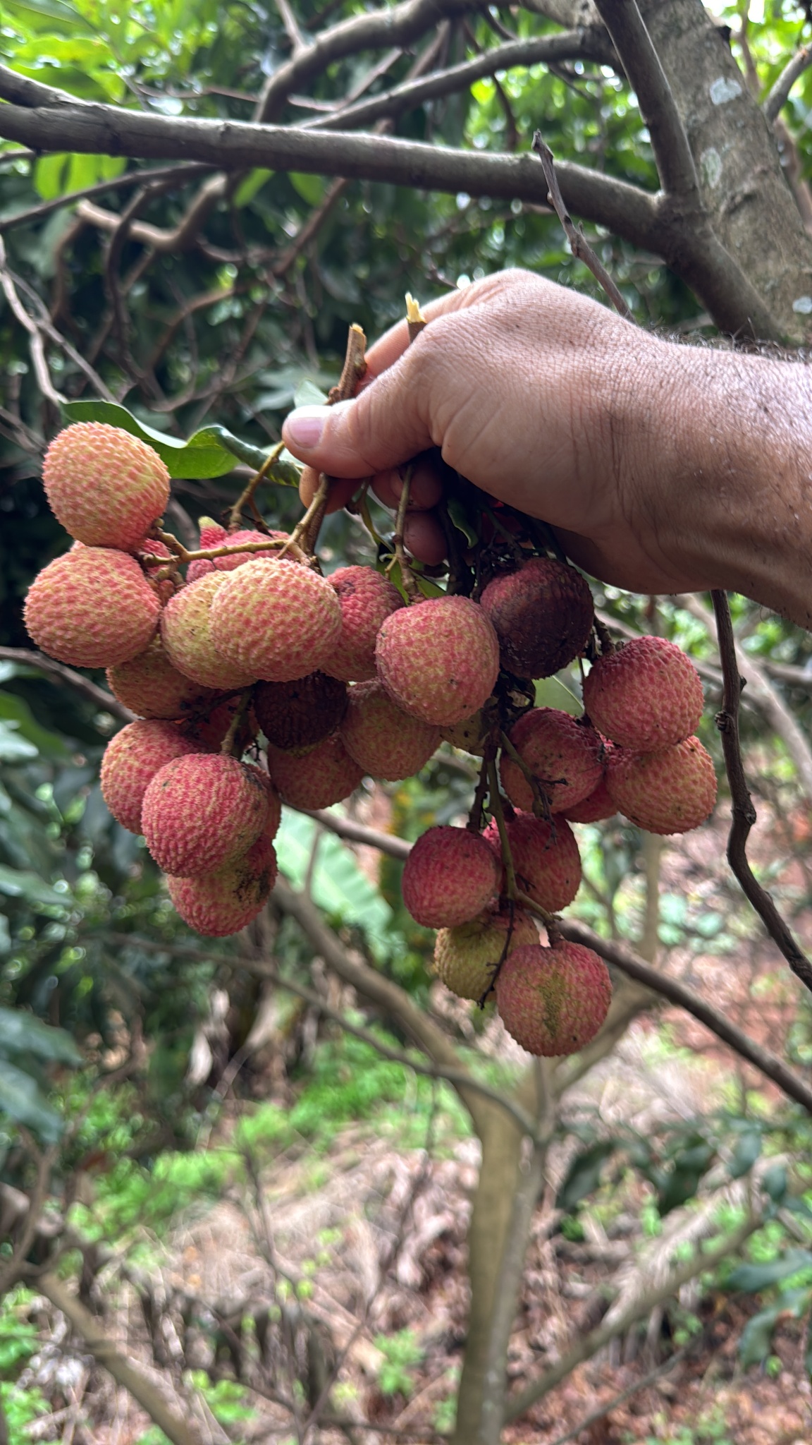 Litchi chinensis