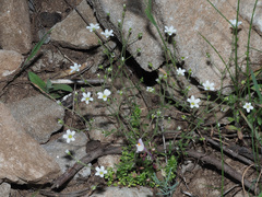 Arenaria hispanica