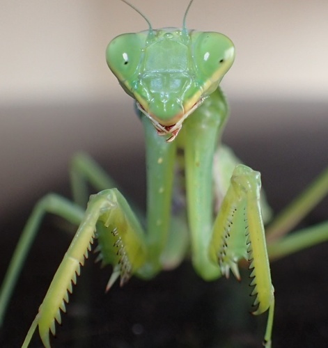 Transcaucasian Giant Mantis