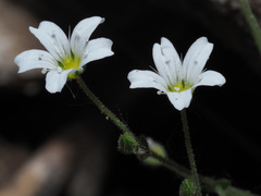 Arenaria hispanica