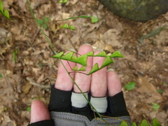 Hylodesmum nudiflorum