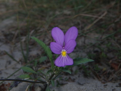 Viola tricolor curtisii