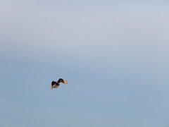 Caracara plancus