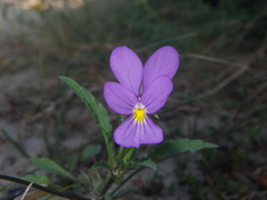 Viola tricolor curtisii