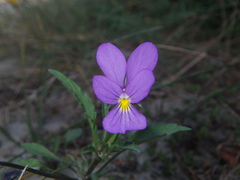 Viola tricolor curtisii
