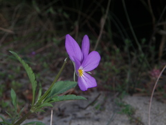 Viola tricolor curtisii