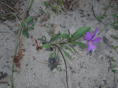 Viola tricolor curtisii