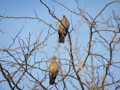 Patagioenas picazuro