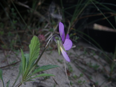 Viola tricolor curtisii
