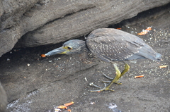 Nyctanassa violacea pauper