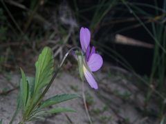 Viola tricolor curtisii