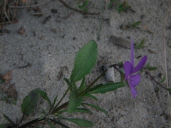 Viola tricolor curtisii