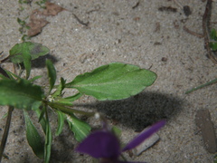 Viola tricolor curtisii