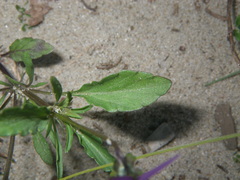 Viola tricolor curtisii