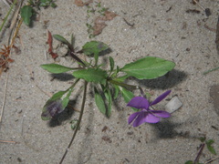 Viola tricolor curtisii