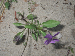 Viola tricolor curtisii