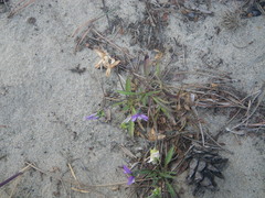 Viola tricolor curtisii