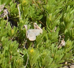 Satyrium semiluna