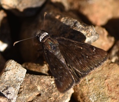 Erynnis persius