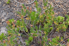 Phyllodoce empetriformis