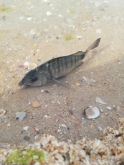 Diplodus