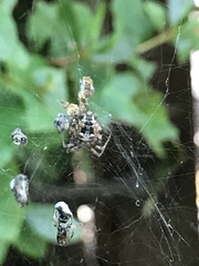 Metepeira labyrinthea